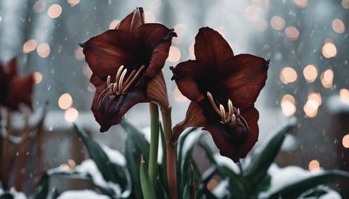 Готическая композиция из темно-коричневых амариллисов в зимнем саду.