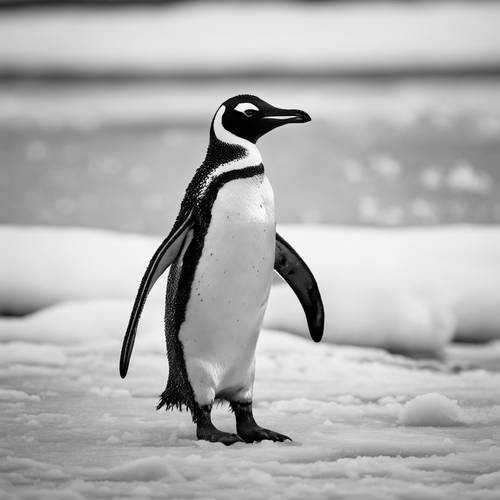 Penguin waddling across icy plain showing off its black back and white belly.