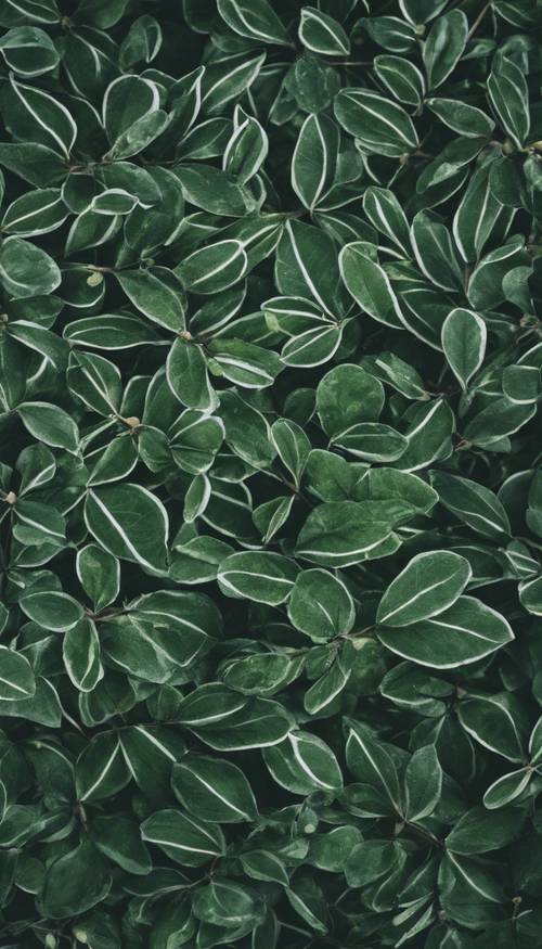 균일하게 분포된 짙은 녹색 잎의 상세한 패턴을 닫습니다.