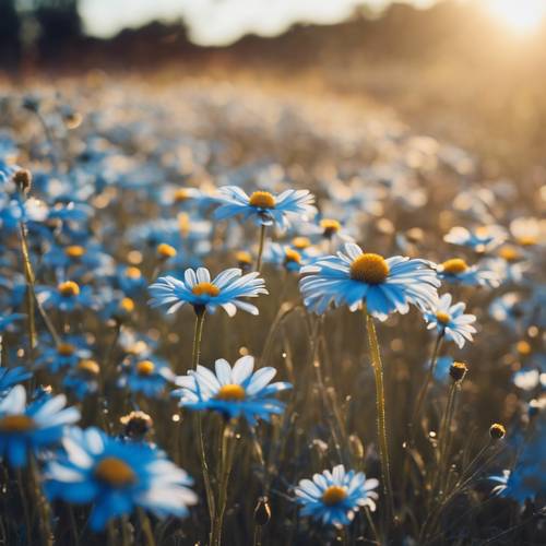 Một cánh đồng đầy hoa cúc xanh, được chiếu sáng bởi ánh sáng dịu nhẹ của mặt trời lặn.