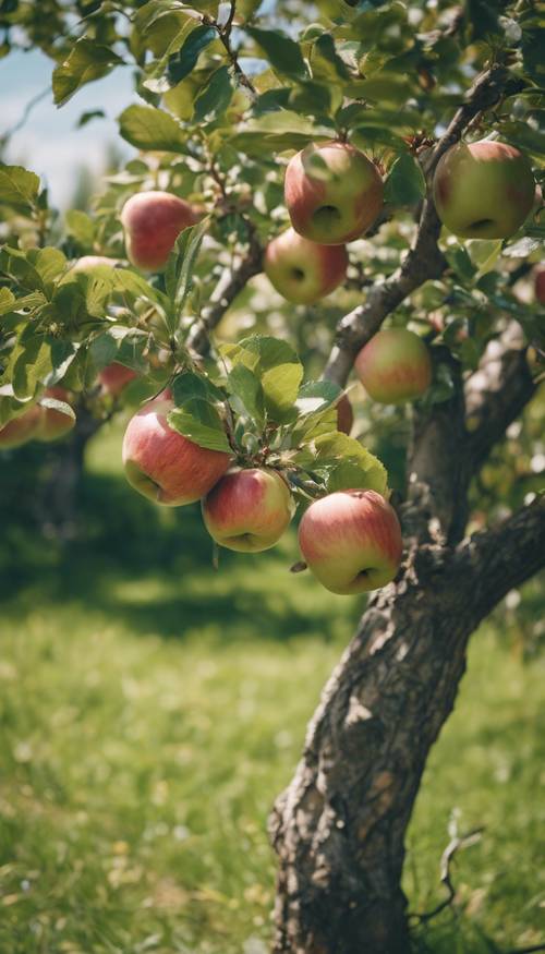 Açık bir yaz gününde, bakımlı bir meyve bahçesinde duran meyve yüklü bir elma ağacı, altında özenle kesilmiş çimenler var.