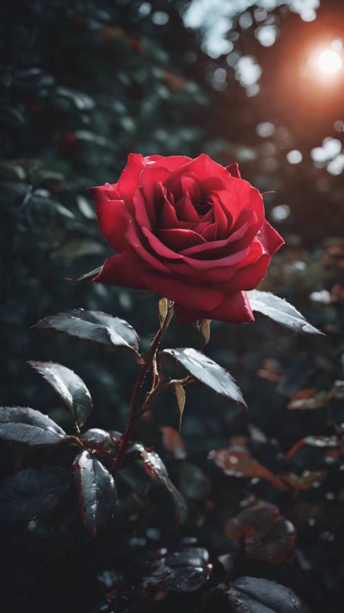Una rosa roja viva con hojas coriáceas negras que crecen en un jardín iluminado por la luna