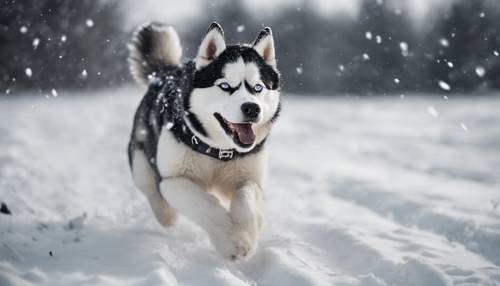 Husky esponjoso, blanco y negro, saltando alegremente en un paisaje nevado.