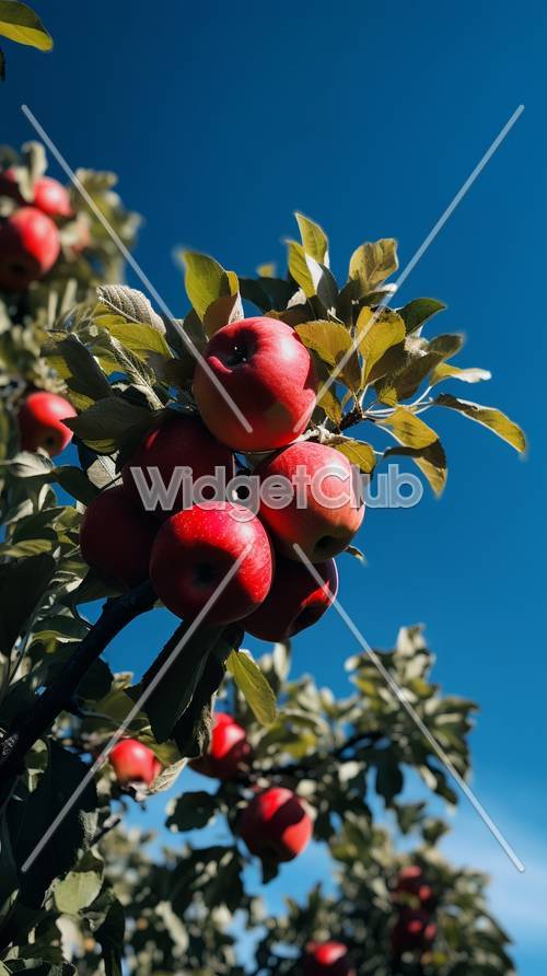 晴れた日に輝く明るい赤いりんご