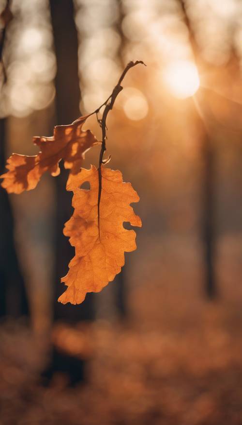 Sehelai daun dari pohon ek, dibidik pada musim gugur dengan warna jeruk keprok saat matahari terbenam.