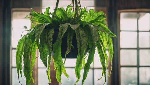 A bird's nest fern with crinkled bright green leaves in a hanging pot, dangling from the ceiling. Tapeta [f9fb27071d774ac2803d]