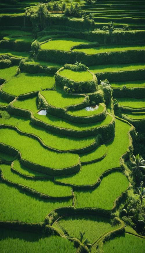منظر جوي نابض بالحياة لمدرجات الأرز الخضراء المورقة في بالي، إندونيسيا خلال ذروة النهار.