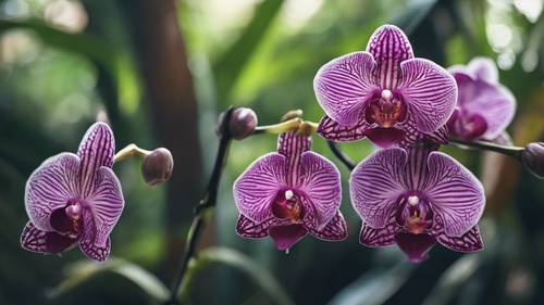 Amazon yağmur ormanlarına özgü nadir, nesli tükenmekte olan bir orkide türü.