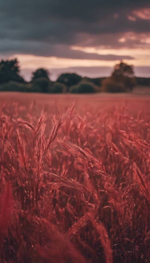 Ladang rumput merah di bawah langit mendung saat senja.