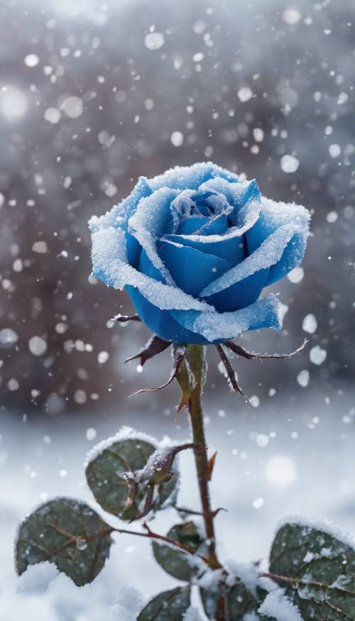 Karlı bahçede açan mavi bir gül, yapraklarına hafif bir buz serpiştirilmiş. duvar kağıdı [ef83f91249c5490b9c8a]