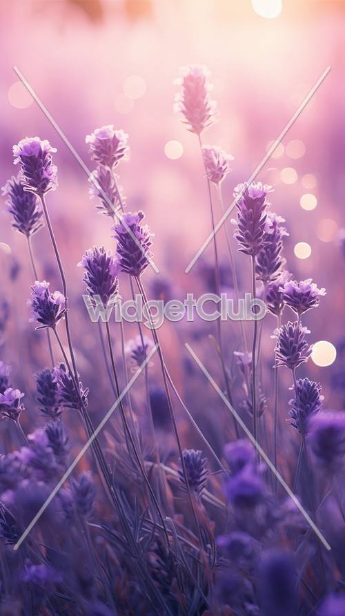 Purple Lavender Field with Sparkling Lights