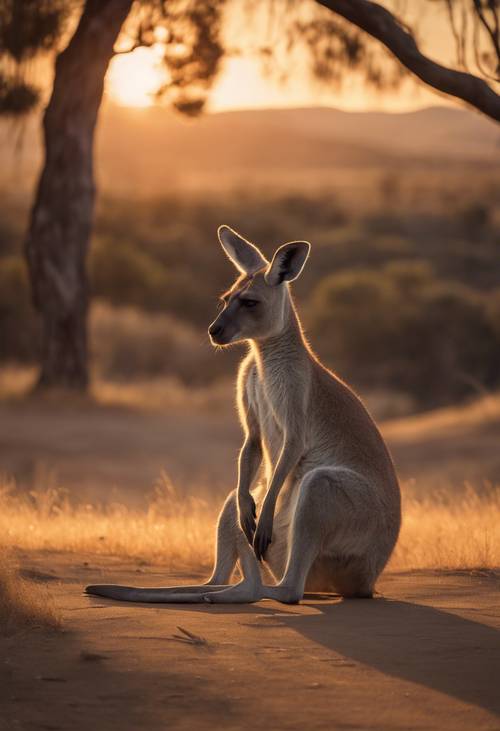 An aging kangaroo sitting alone, gazing toward the horizon as the setting sun casts long, orange rays