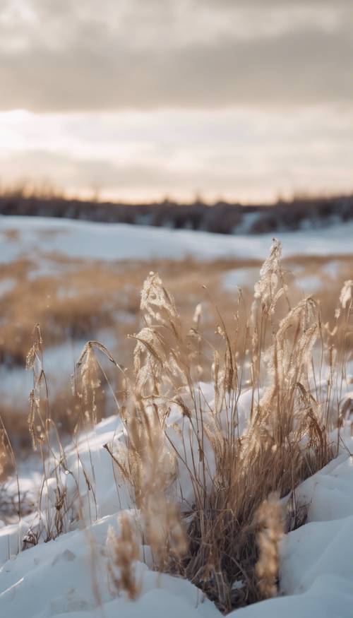 A prairie in the middle of a winter, with white snow blanketing the golden grasses.