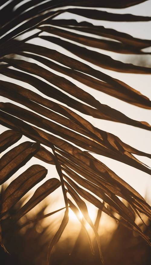 A singular, large palm leaf back-lit by the golden hues of a setting sun.