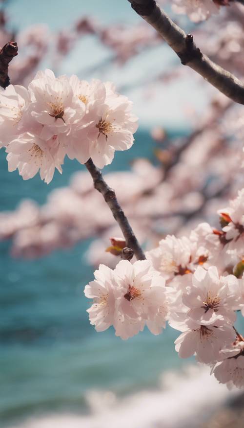 Les cerisiers en fleurs sont en pleine floraison au bord des eaux calmes d&#39;un océan japonais.