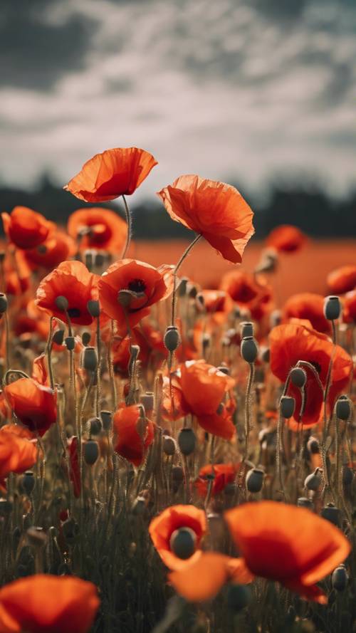 A field of poppies exploding with brilliant red and orange colors.