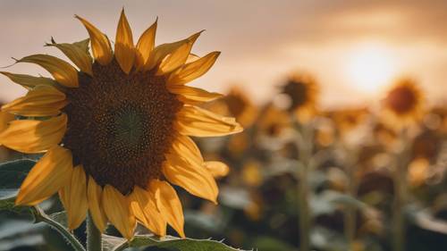 A close up of a dew-kissed sunflower at sunrise. Tapeet [0f5ba3c289fc4702b87c]