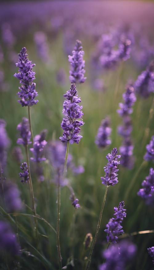 一片深紫色的薰衣草花丛在微风吹拂的田野中轻轻摇曳。
