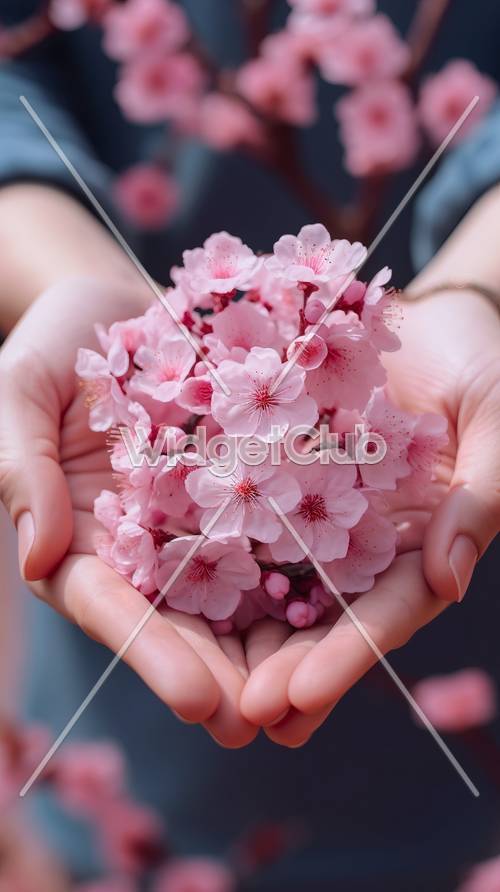 Цветущая вишня в руках - нежные розовые цветы