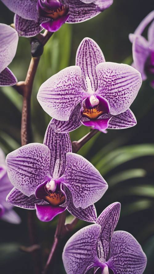 Grenli vintage filtre uygulanmış bir dizi mor orkide.