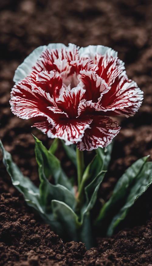 An overhead view of a red and white carnation, nestled among rich, dark soil. Tapeta [e9121d49610d4896a3df]