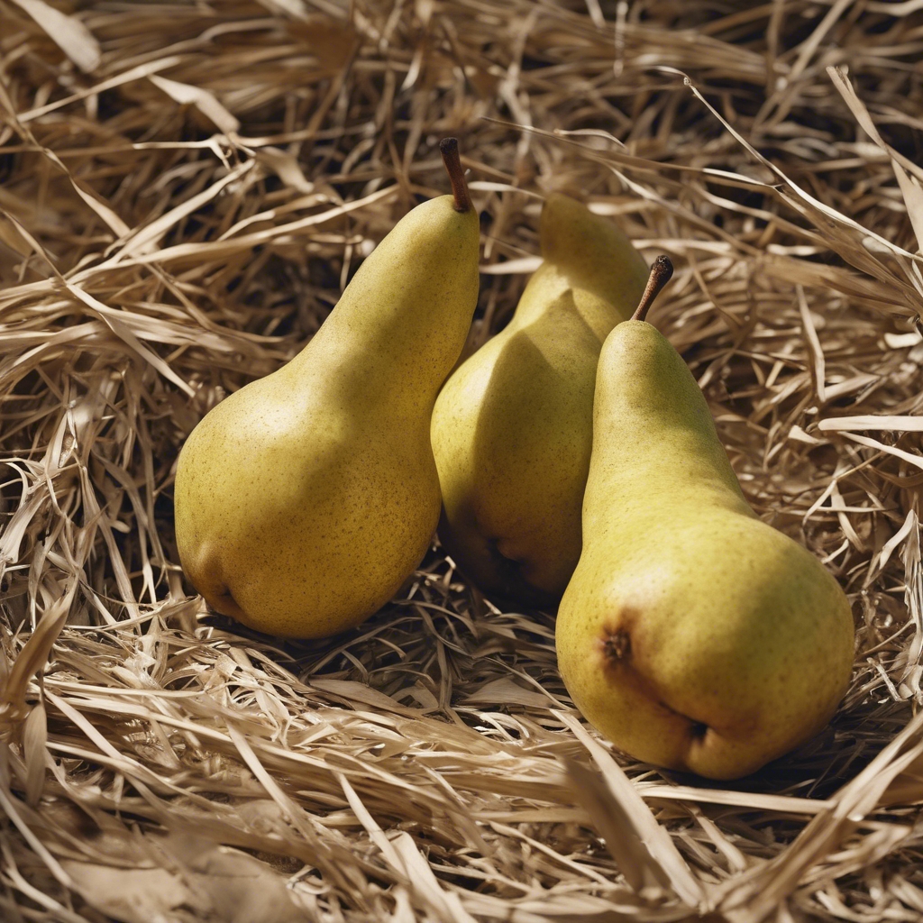 Old fashioned lithograph of juicy pears resting on straw. Hintergrund[fc096994f0654818bc24]