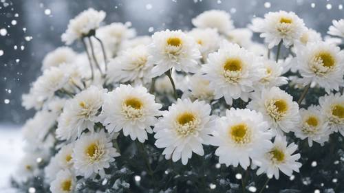 White chrysanthemums in a serene, snowy landscape.