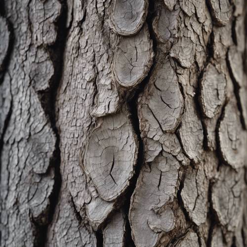 Vista cercana de la corteza de un árbol gris que ilustra su textura y patrones detallados.