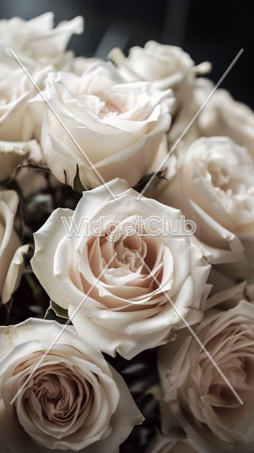 Primer plano de hermosas rosas blancas