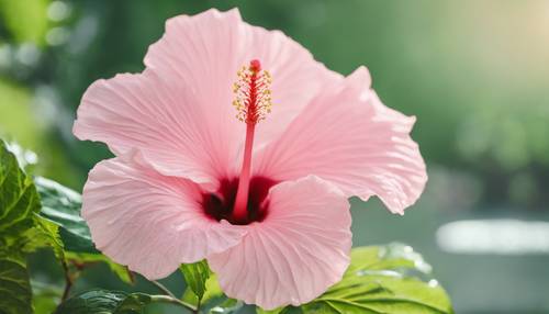 A pastel pink hibiscus in sharp focus against a blurred tropical green background.