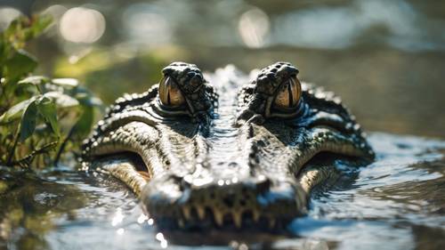 Un cocodrilo escondido en aguas cristalinas, del que sólo se ven sus ojos y su hocico.