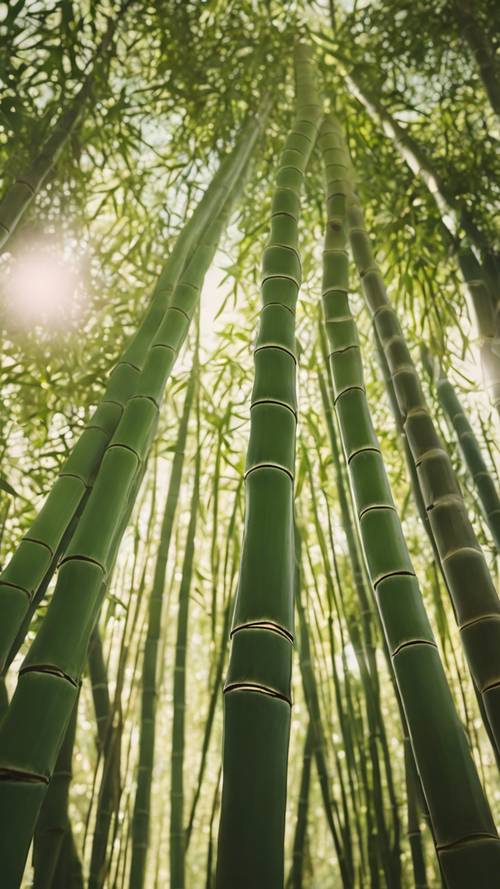 Un grupo de brotes de bambú tomando el sol de la tarde.