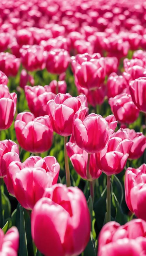 Bidang bunga tulip merah muda cerah bergoyang lembut di bawah sinar matahari, membentuk pola yang tenang dan mulus.