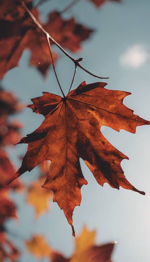 Sonbaharda gökyüzünün altında yakalanan kararmış bir akçaağaç yaprağı.
