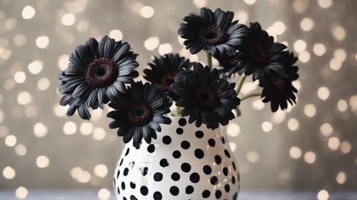 Margaridas gérberas pretas florescendo em um vaso de bolinhas caprichoso.