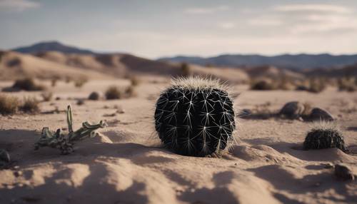Kontras antara kaktus hitam kecil dan kaktus besar di tengah gurun tandus.