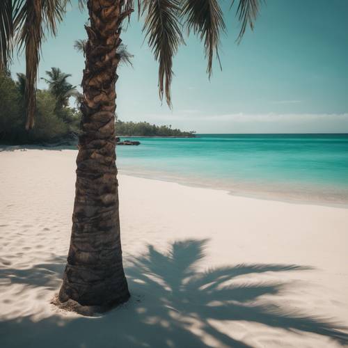 An artful portrayal of a dark palm tree casting long shadows over the turquoise sea waters.
