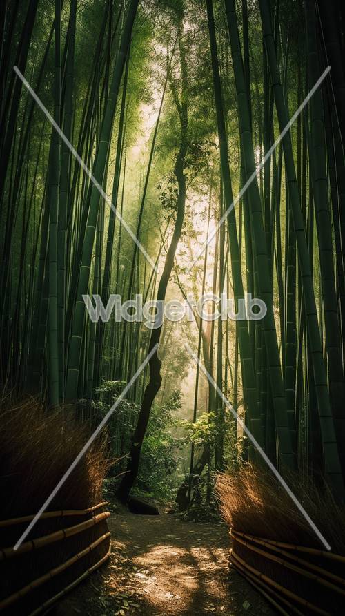 Escape del bosque de bambú iluminado por el sol