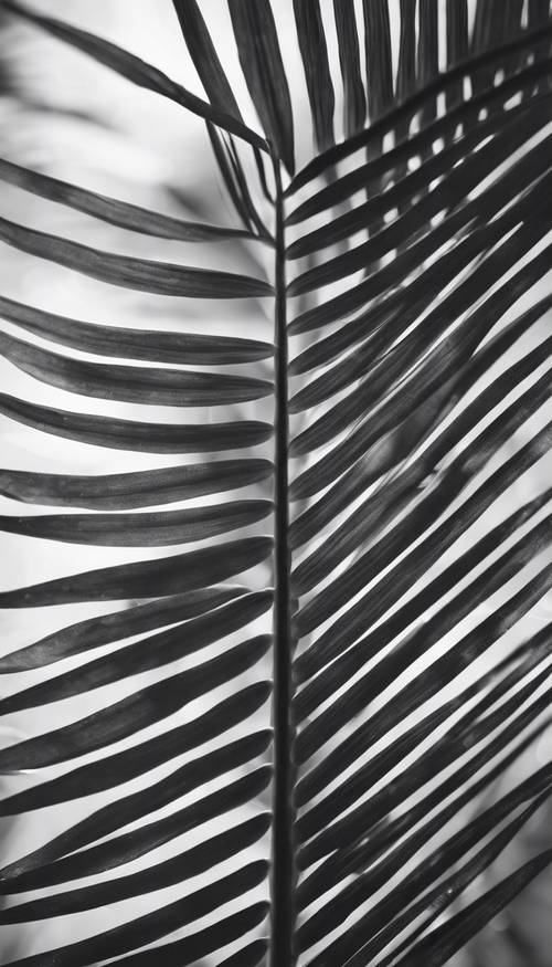 Güneş ışığına karşı bir palmiye yaprağının siyah beyaz fotoğrafı.