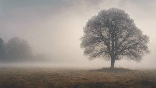 一棵孤獨的樹矗立在霧氣瀰漫的草地上。