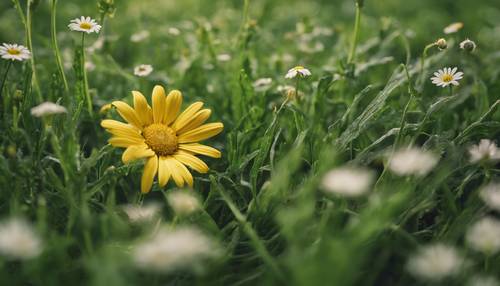Eine einzelne gelbe Gänseblümchenblume, die sich leuchtend von einem Feld aus grünem Gras abhebt.