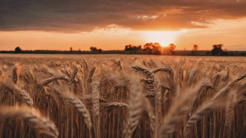 Um tranquilo campo de trigo sob um pôr do sol alaranjado, com uma citação pacífica escrita nos talos dos grãos.