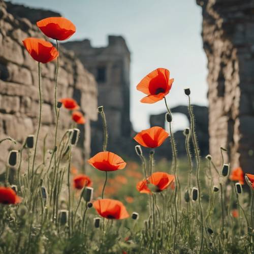 Poppies growing amongst the ruins of an ancient stone building, symbolizing resilience.