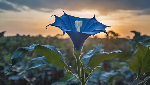Bunga Datura biru yang menjulang tinggi tumbuh subur di tengah sabana tropis saat fajar.