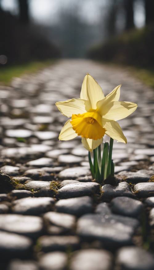 Um único narciso em um caminho de paralelepípedos, simbolizando a chegada da primavera em um jardim rural inglês minimalista.