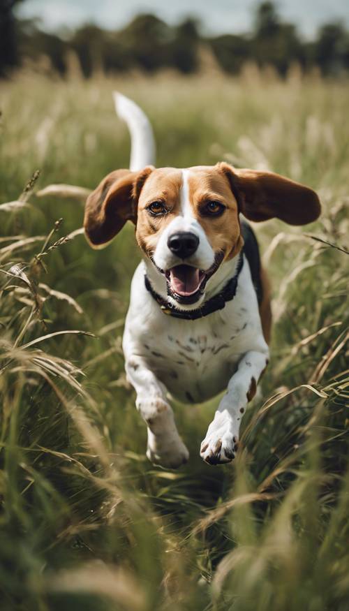 A playful beagle with unusual camo-colored spots, leaping joyfully through a field of tall grass. Tapéta [c91778b68f544f949b2d]