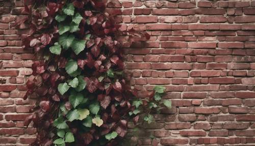 ブルゴーニュ色のれんが壁に巻きつくつる植物の壁紙