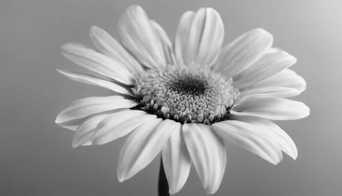 A monochrome, vintage daisy flower on a light background, similar to an old botanical drawing.
