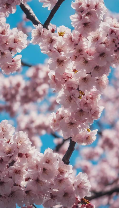 A vividly colored cherry blossom tree in full bloom under a clear blue sky.
