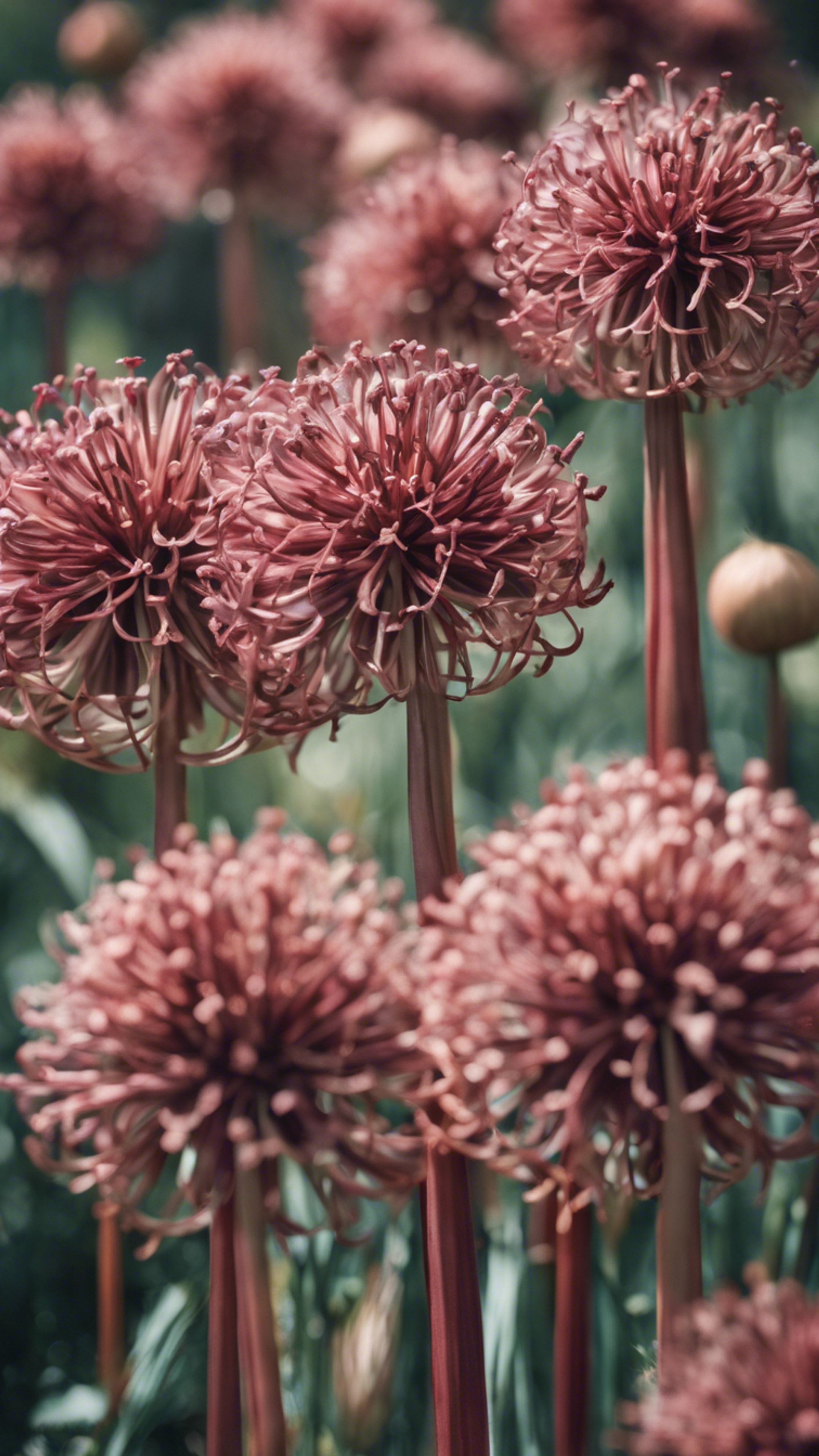 Immerse in nature with a valiant, organic motif of red-washed and brown alliums, harmoniously repeating. Tapeta[b1ade6bf63d74276ba8b]